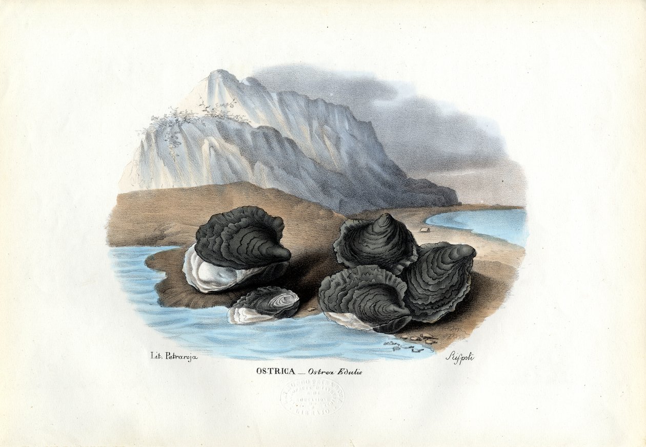 Mejillones, 1863-79 de Raimundo Petraroja