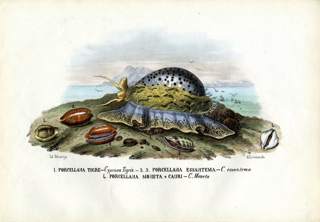 Mejillones, 1863-79 de Raimundo Petraroja
