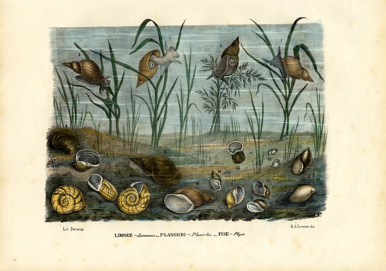 Mejillones, 1863-79 de Raimundo Petraroja