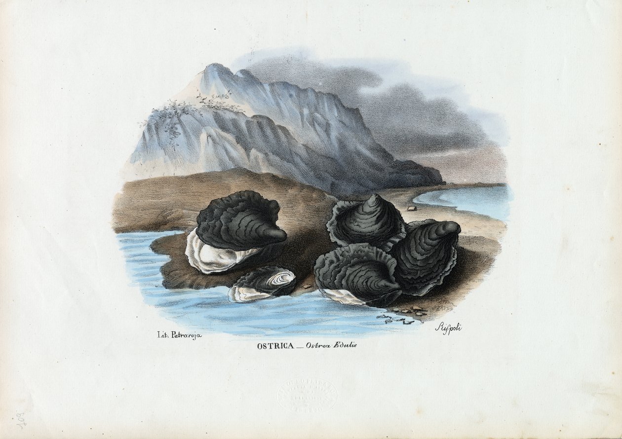 Mejillones, 1863-79 de Raimundo Petraroja