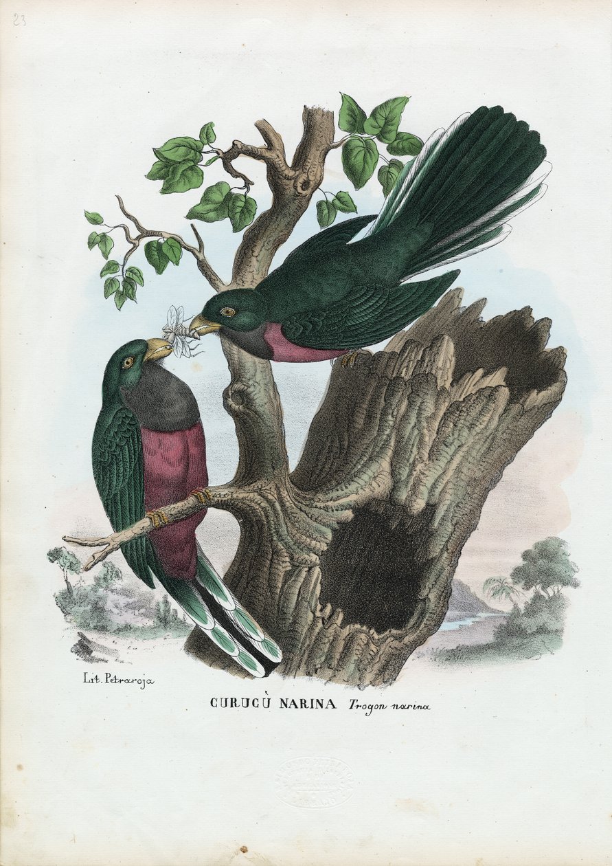 Trogón de Narina, 1863-79 de Raimundo Petraroja