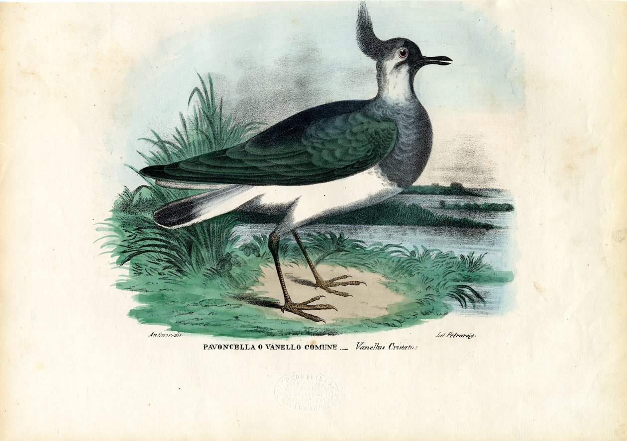 Avefría septentrional, 1863-79 de Raimundo Petraroja