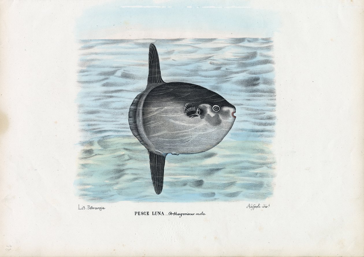 Pez luna, 1863-79 de Raimundo Petraroja
