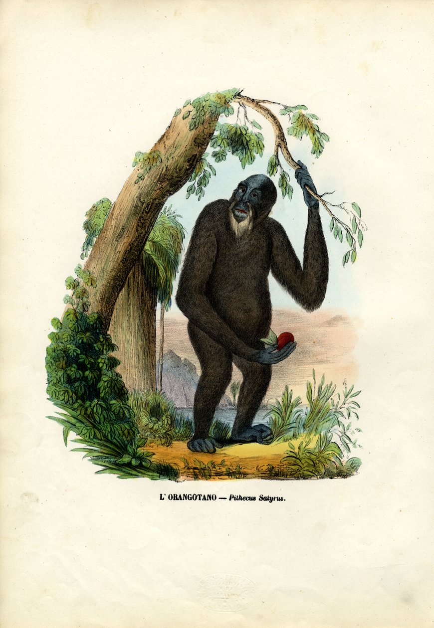 Orangután, 1863-79 de Raimundo Petraroja