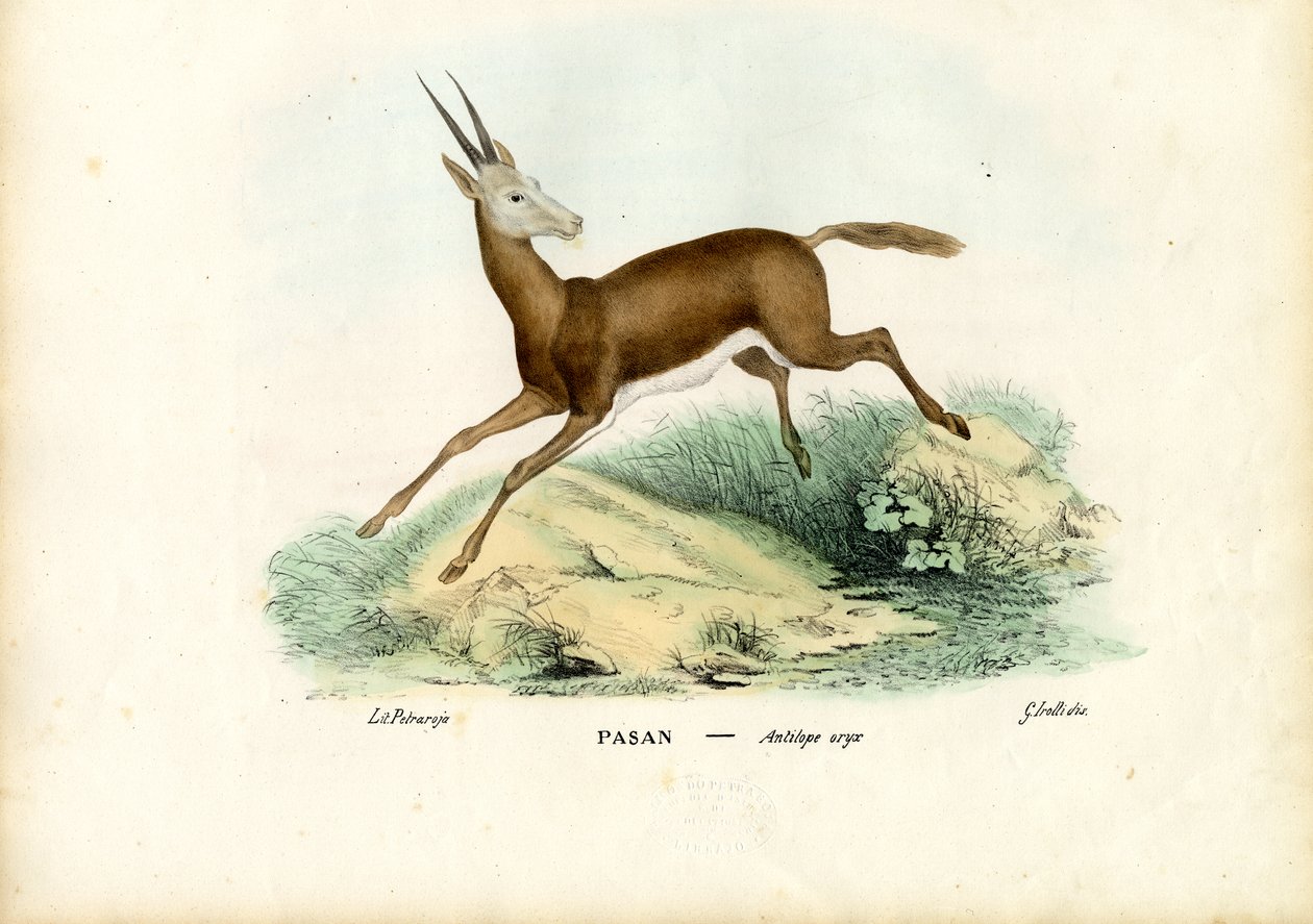 Oryx, 1863-79 de Raimundo Petraroja