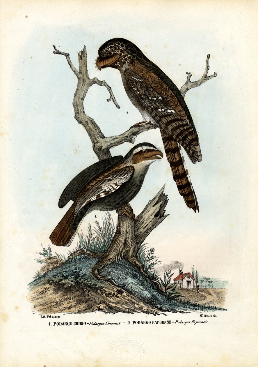 Podargo papú, 1863-79 de Raimundo Petraroja