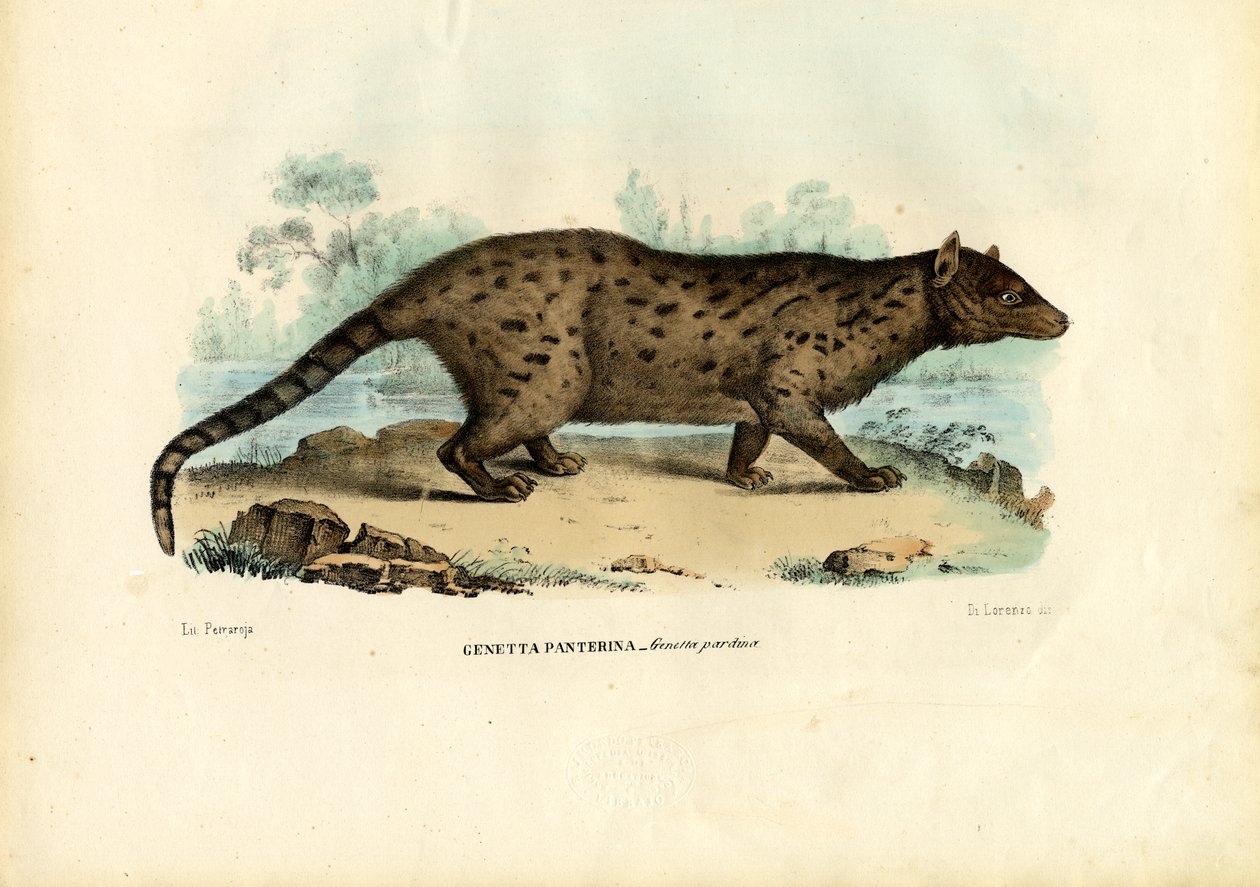 Gineta Pardina, 1863-79 de Raimundo Petraroja