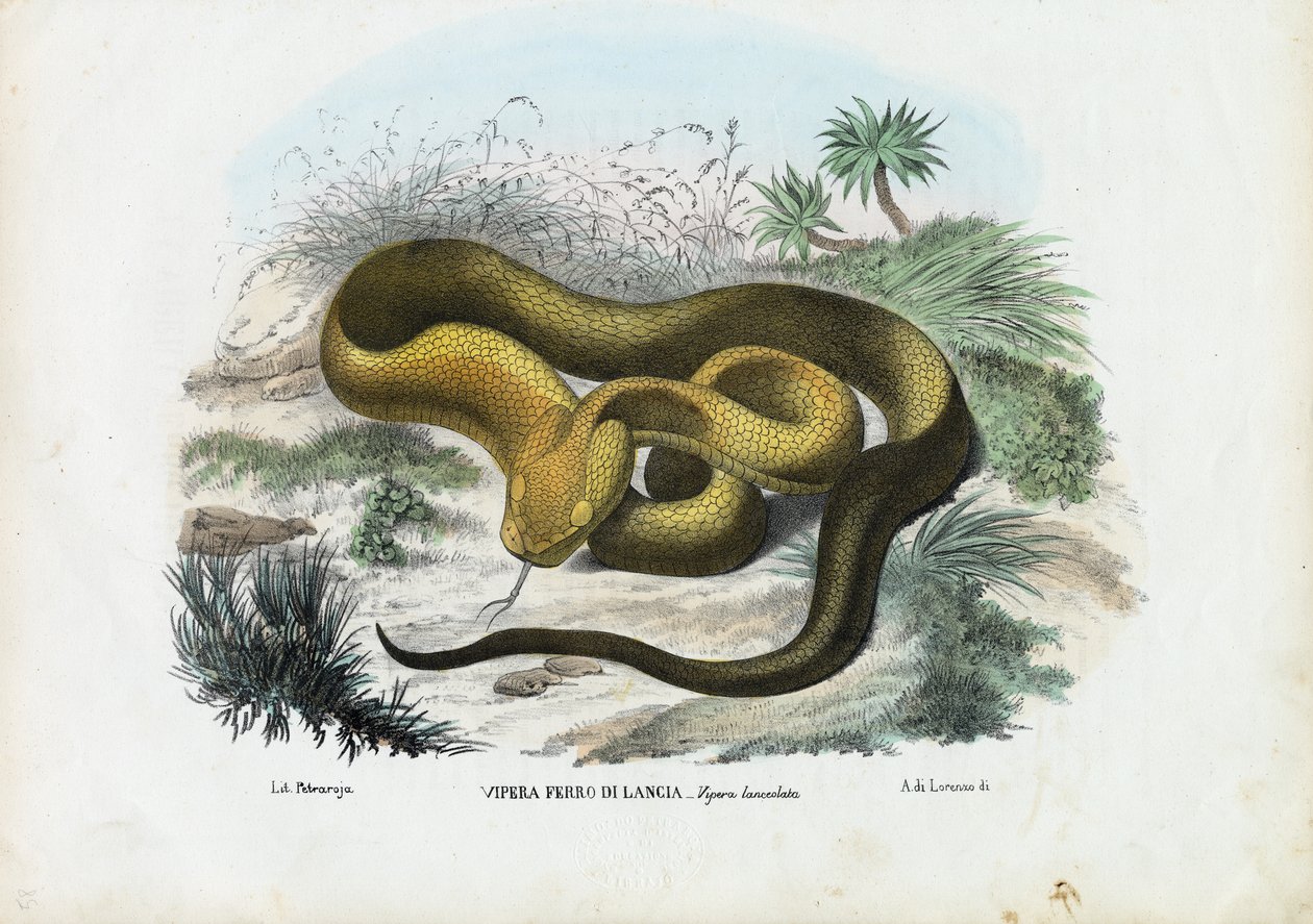 Víbora de pozo, 1863-79 de Raimundo Petraroja