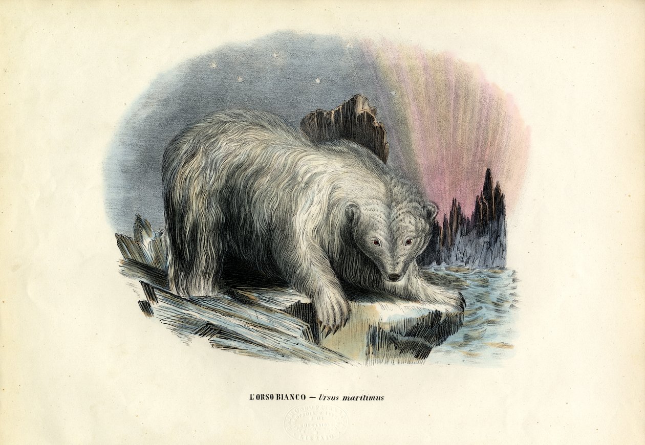 Oso polar, 1863-79 de Raimundo Petraroja
