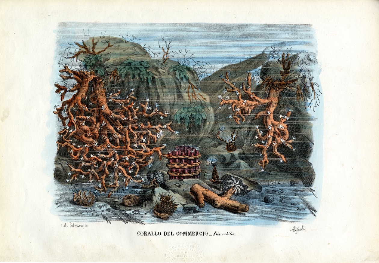 Corales de Isis Rojos, 1863-79 de Raimundo Petraroja