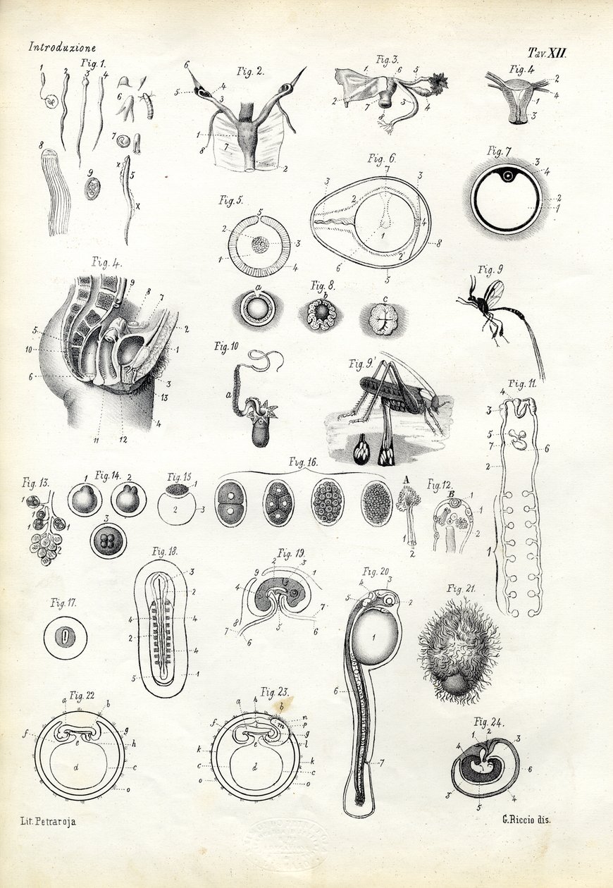 Órgano reproductor, 1863-79 de Raimundo Petraroja