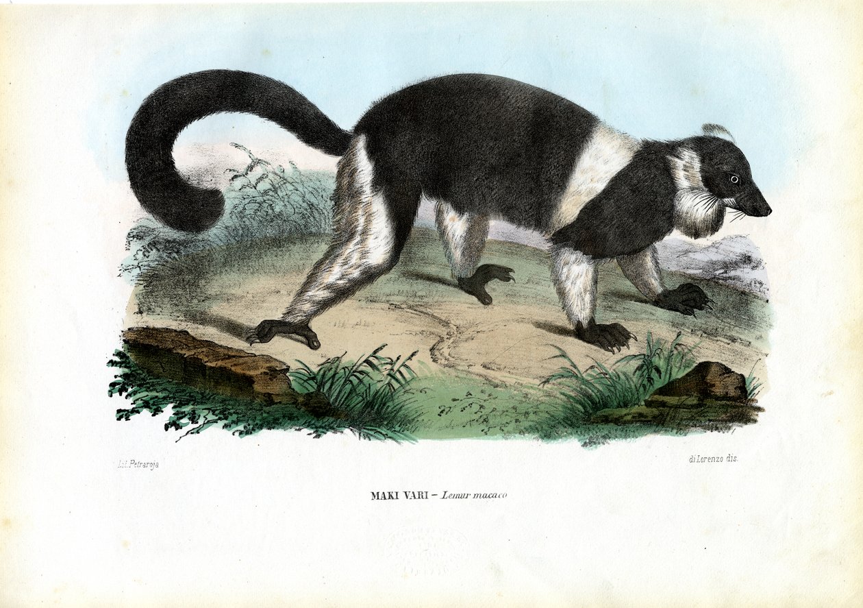Lemur de Collar, 1863-79 de Raimundo Petraroja