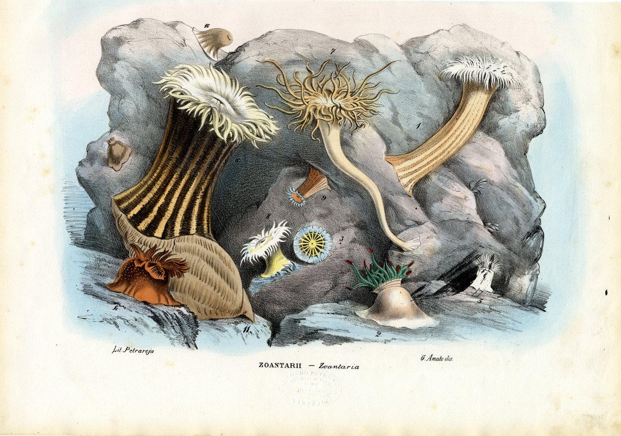 Anémonas de mar, 1863-79 de Raimundo Petraroja