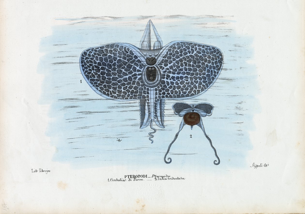 Mariposas marinas, 1863-79 de Raimundo Petraroja