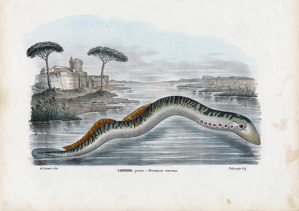 Lamprea de Mar, 1863-79 de Raimundo Petraroja