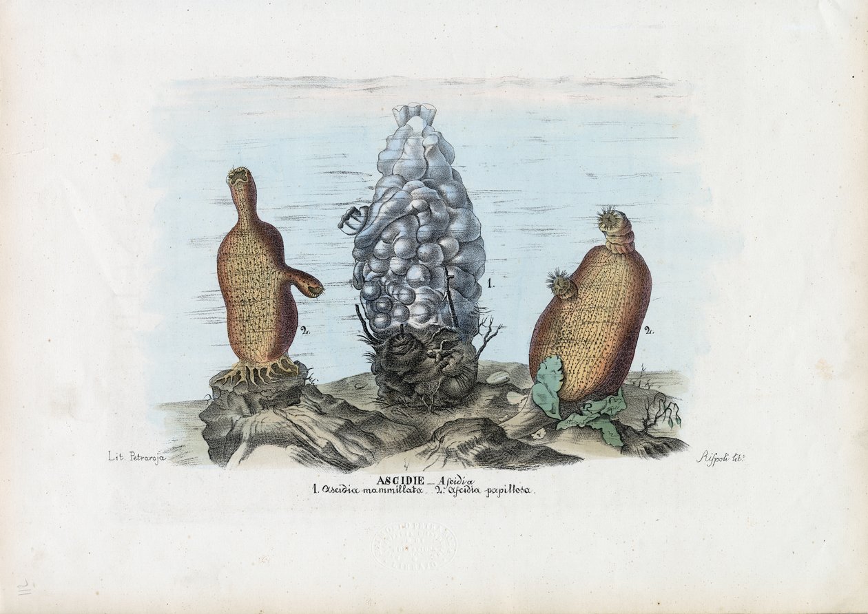 Ascidias, 1863-79 de Raimundo Petraroja