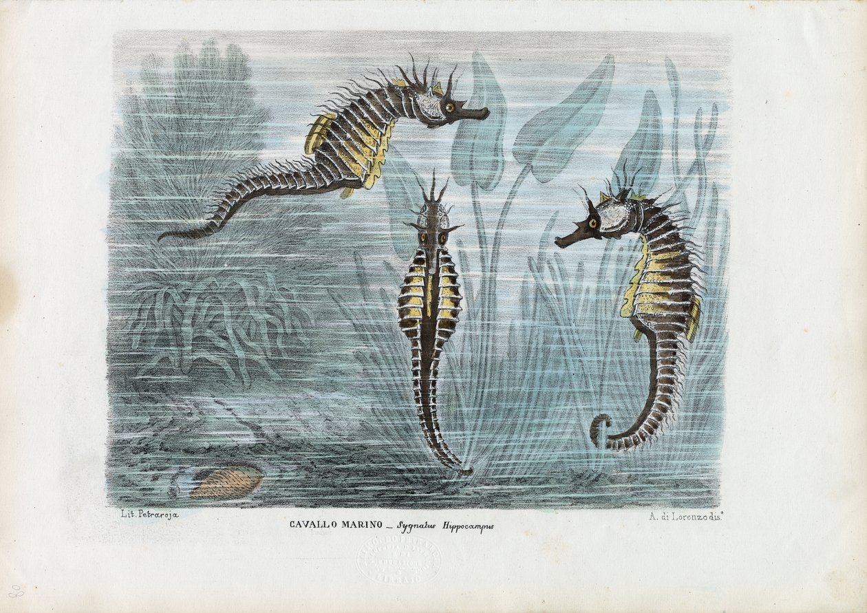 Caballitos de mar, 1863-79 de Raimundo Petraroja