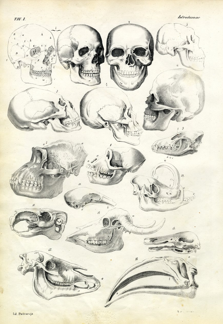 Calaveras, 1863-79 de Raimundo Petraroja