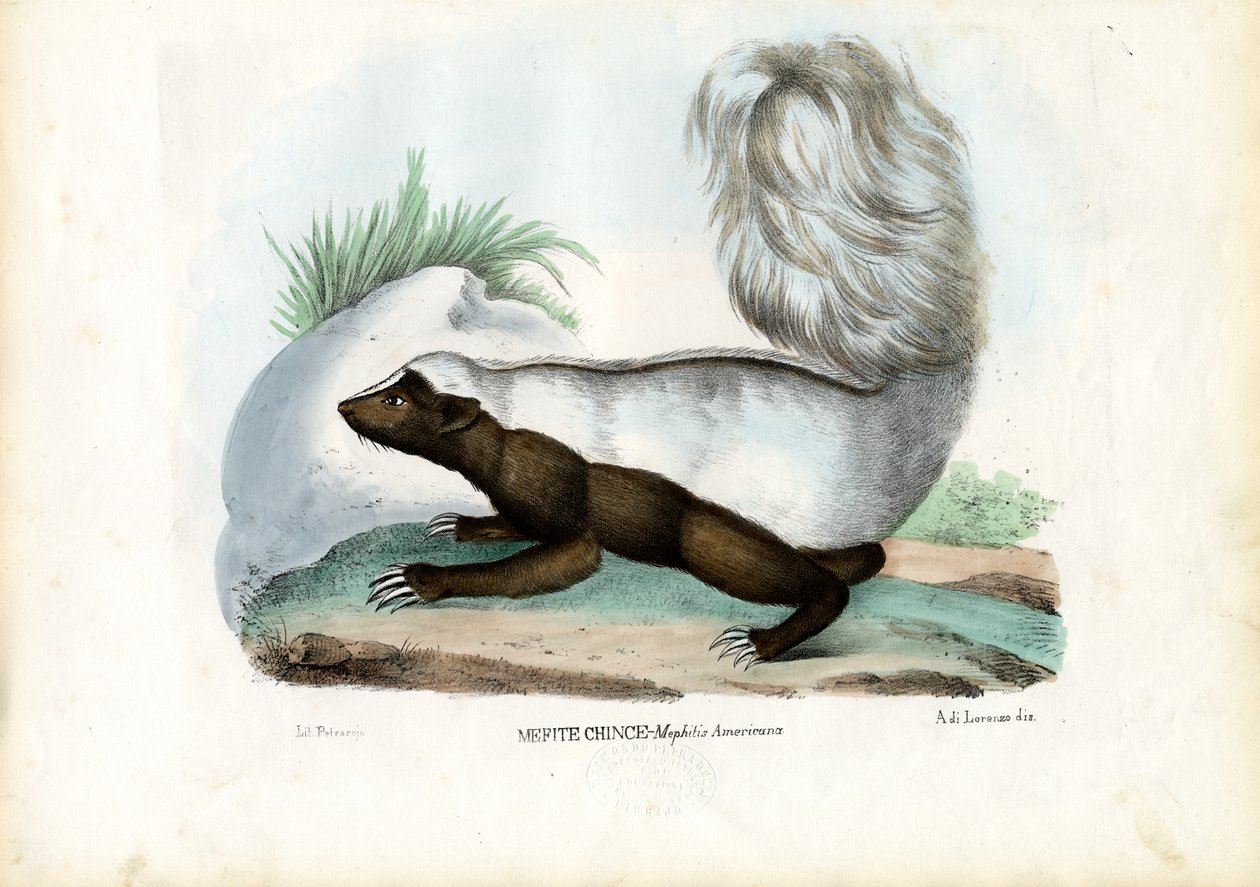 Mofeta, 1863-79 de Raimundo Petraroja