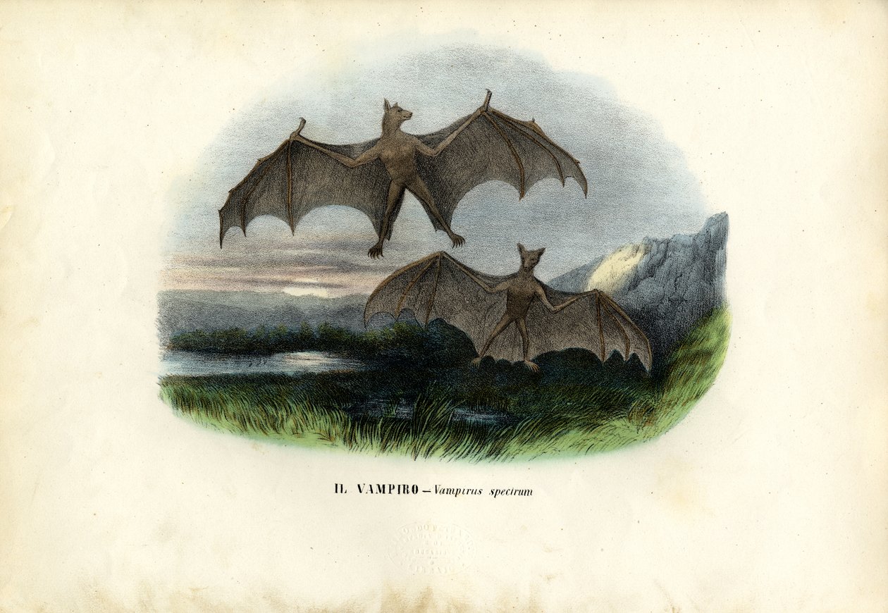 Murciélago espectral, 1863-79 de Raimundo Petraroja