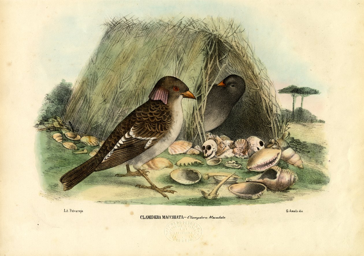 Ave Bowerbird moteada, 1863-79 de Raimundo Petraroja
