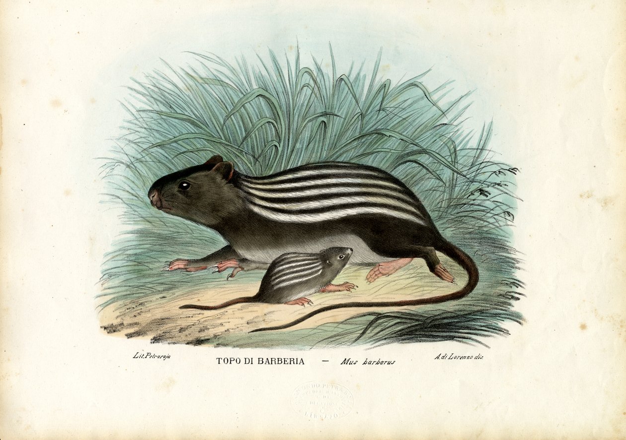 Ratón rayado, 1863-79 de Raimundo Petraroja