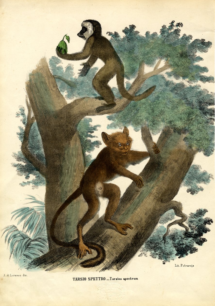 Tarsero, 1863-79 de Raimundo Petraroja