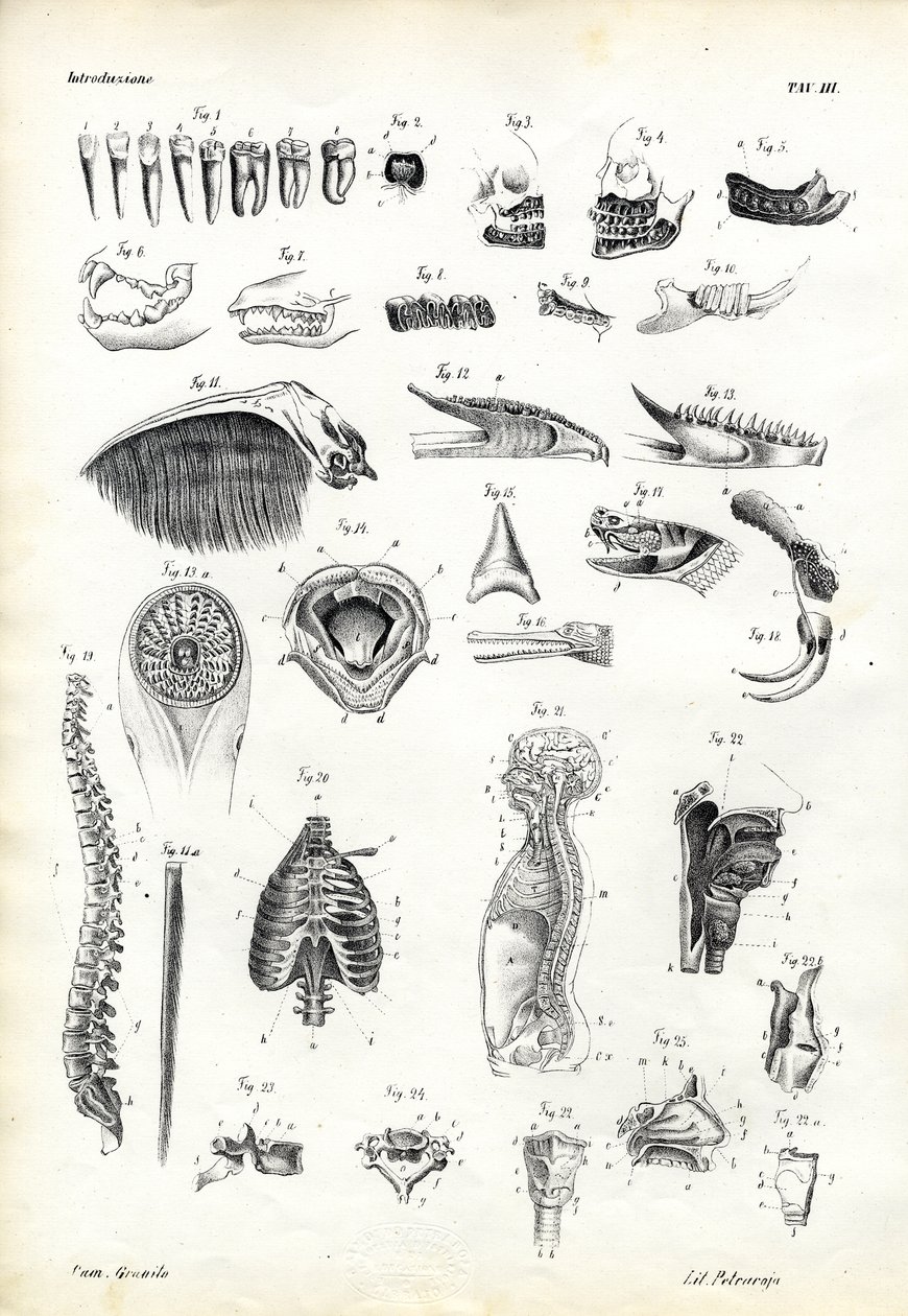 Dientes, 1863-79 de Raimundo Petraroja