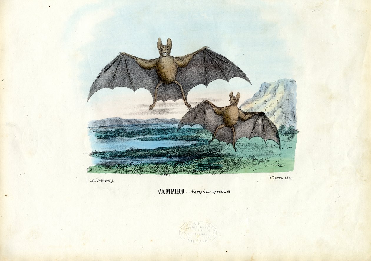 Murciélago vampiro, 1863-79 de Raimundo Petraroja