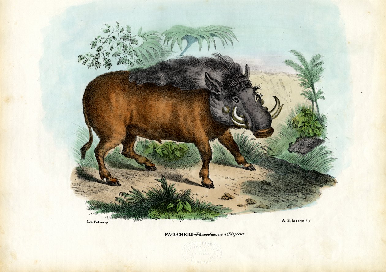 Facocero, 1863-79 de Raimundo Petraroja