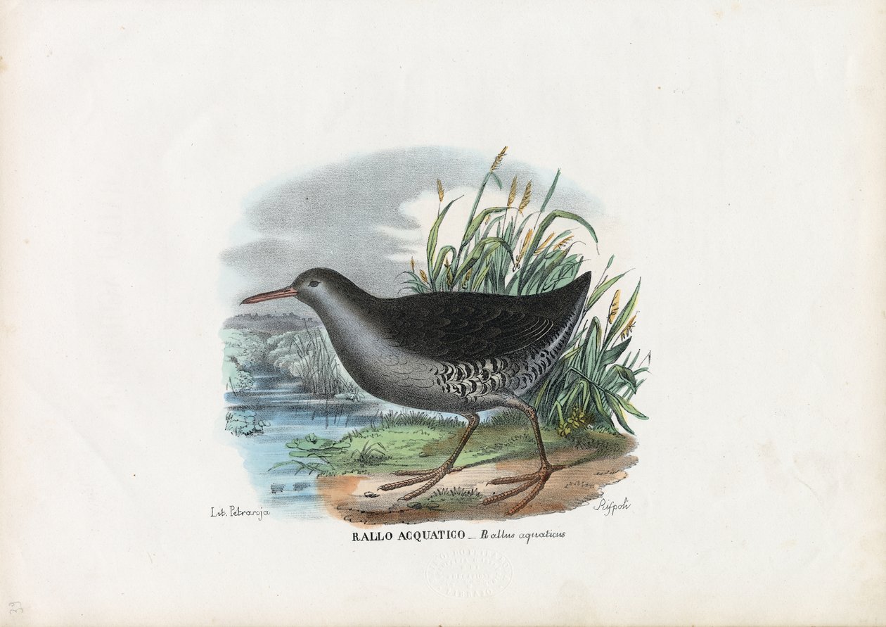 Rascón, 1863-79 de Raimundo Petraroja
