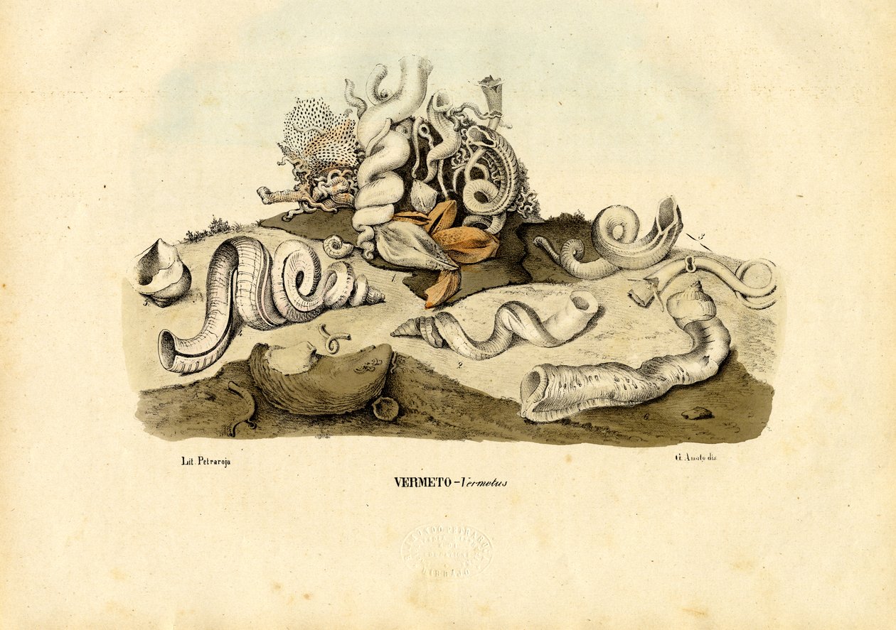 Caracoles gusano, 1863-79 de Raimundo Petraroja