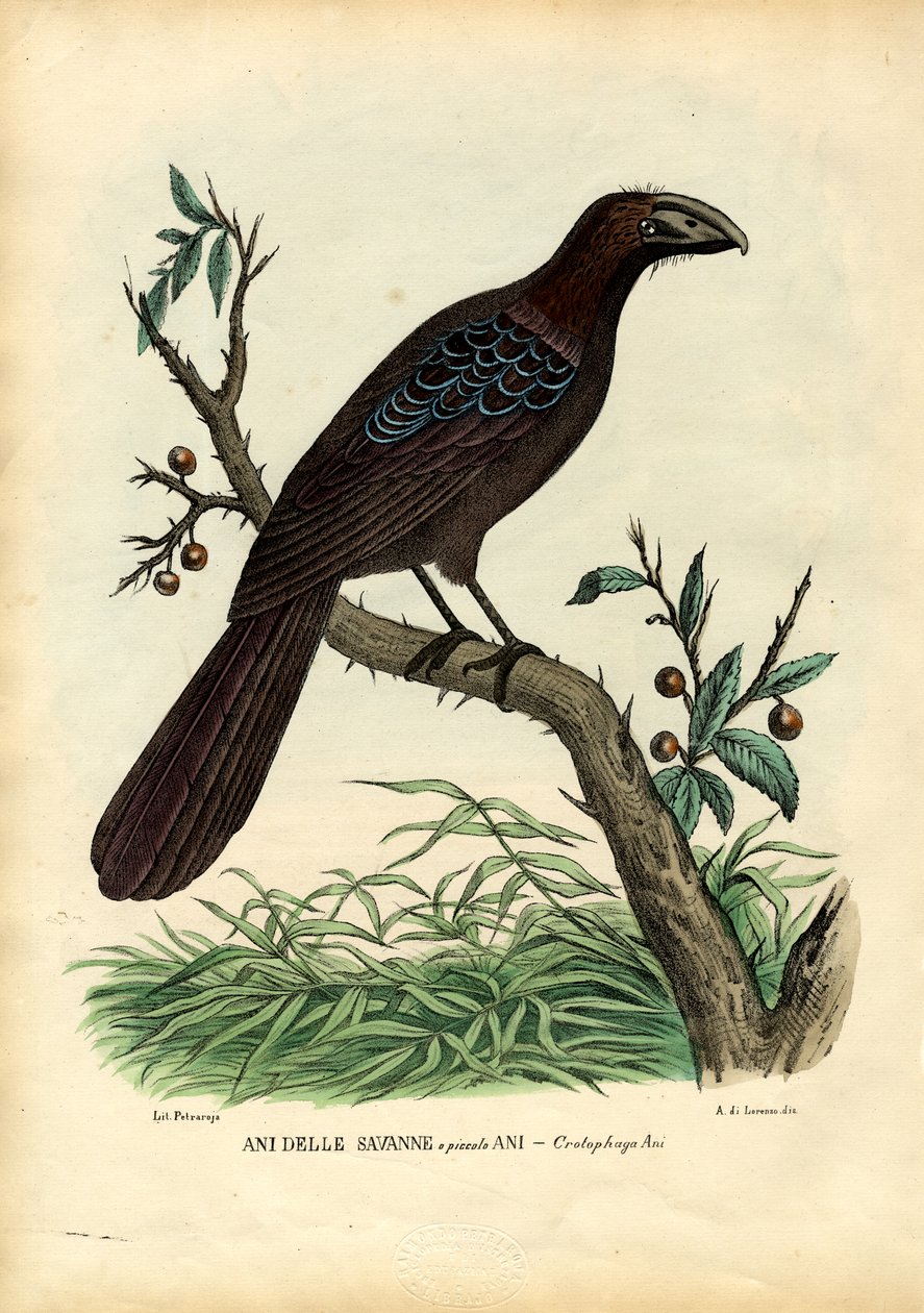 Ani, 1863-79 de Raimundo Petraroja