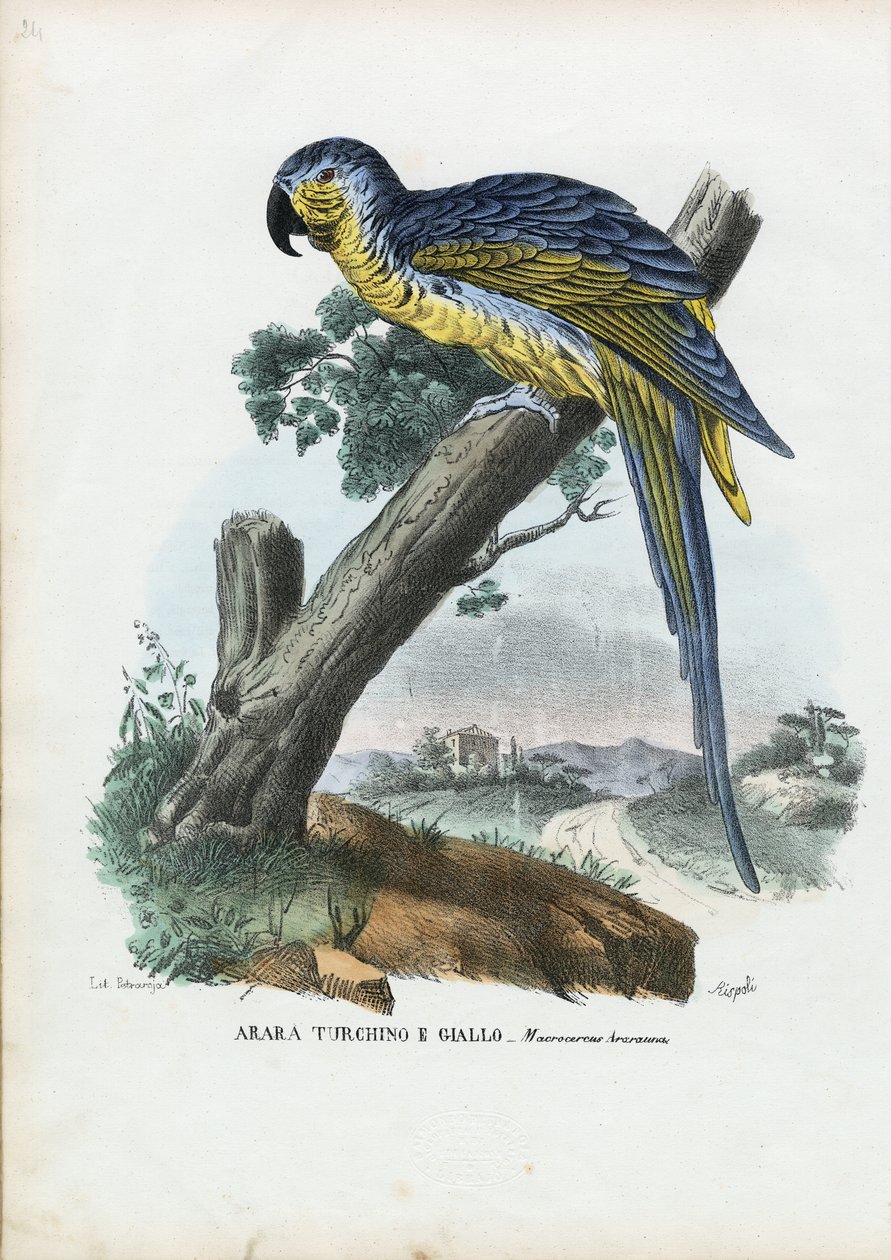 Guacamayo Azul y Amarillo de Raimundo Petraroja