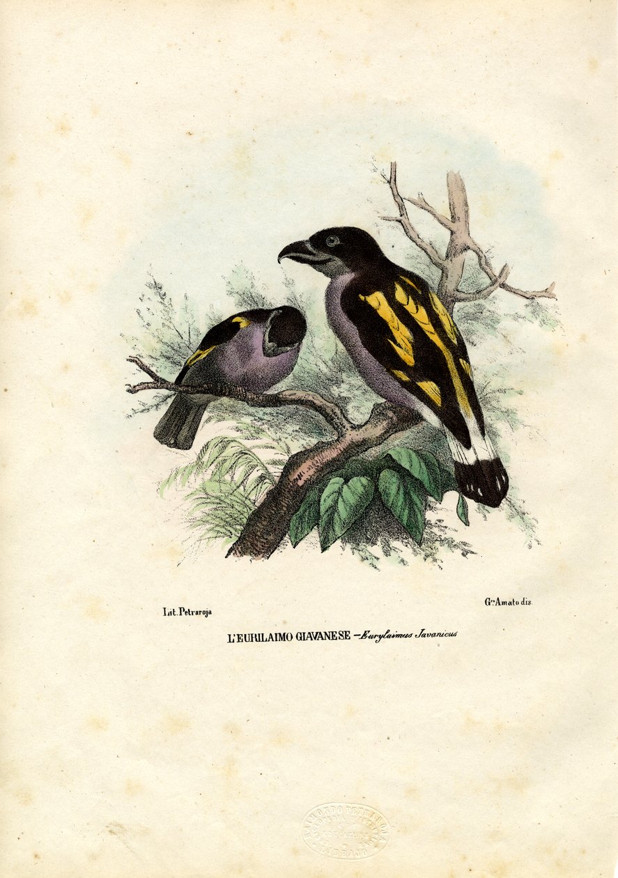 Broadbills, 1863-79 de Raimundo Petraroja