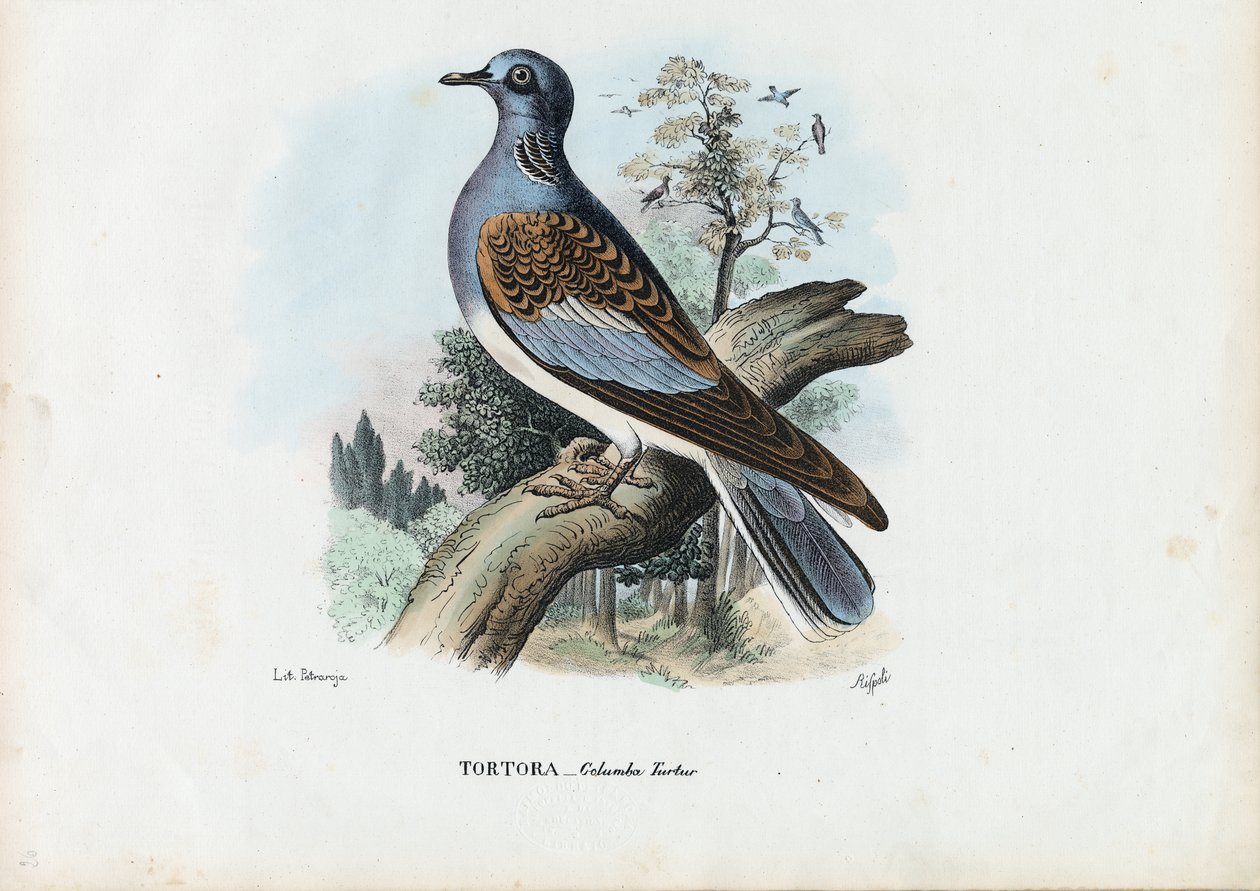 Tórtola europea, 1863-79 de Raimundo Petraroja