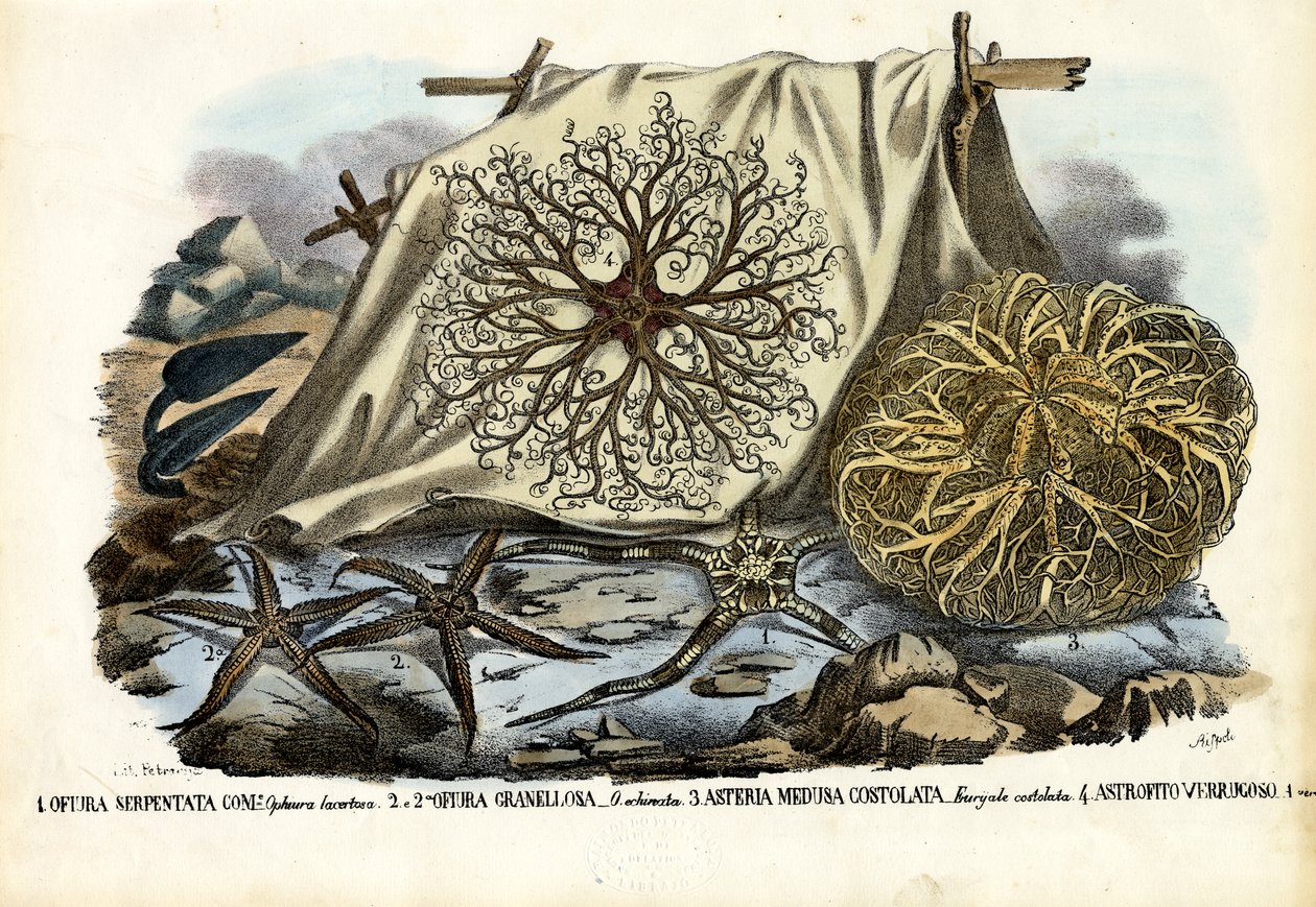 Cabeza de Gorgona de Raimundo Petraroja