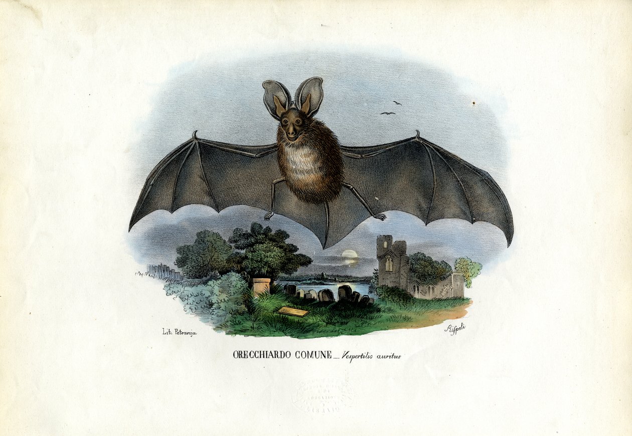 Murciélago gris de orejas largas, 1863-79 de Raimundo Petraroja