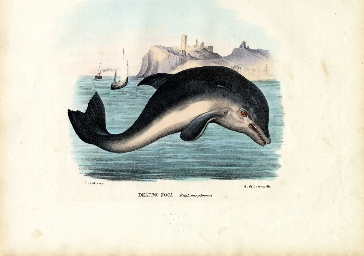 Marsopa del puerto, 1863-79 de Raimundo Petraroja