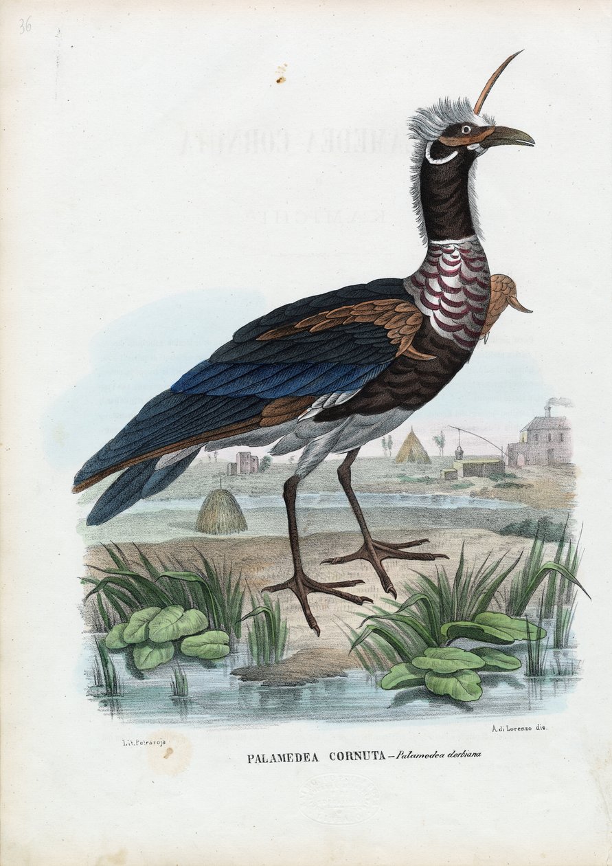 Chillón cornudo, 1863-79 de Raimundo Petraroja