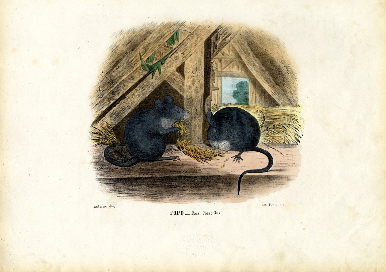 Ratón Doméstico, 1863-79 de Raimundo Petraroja