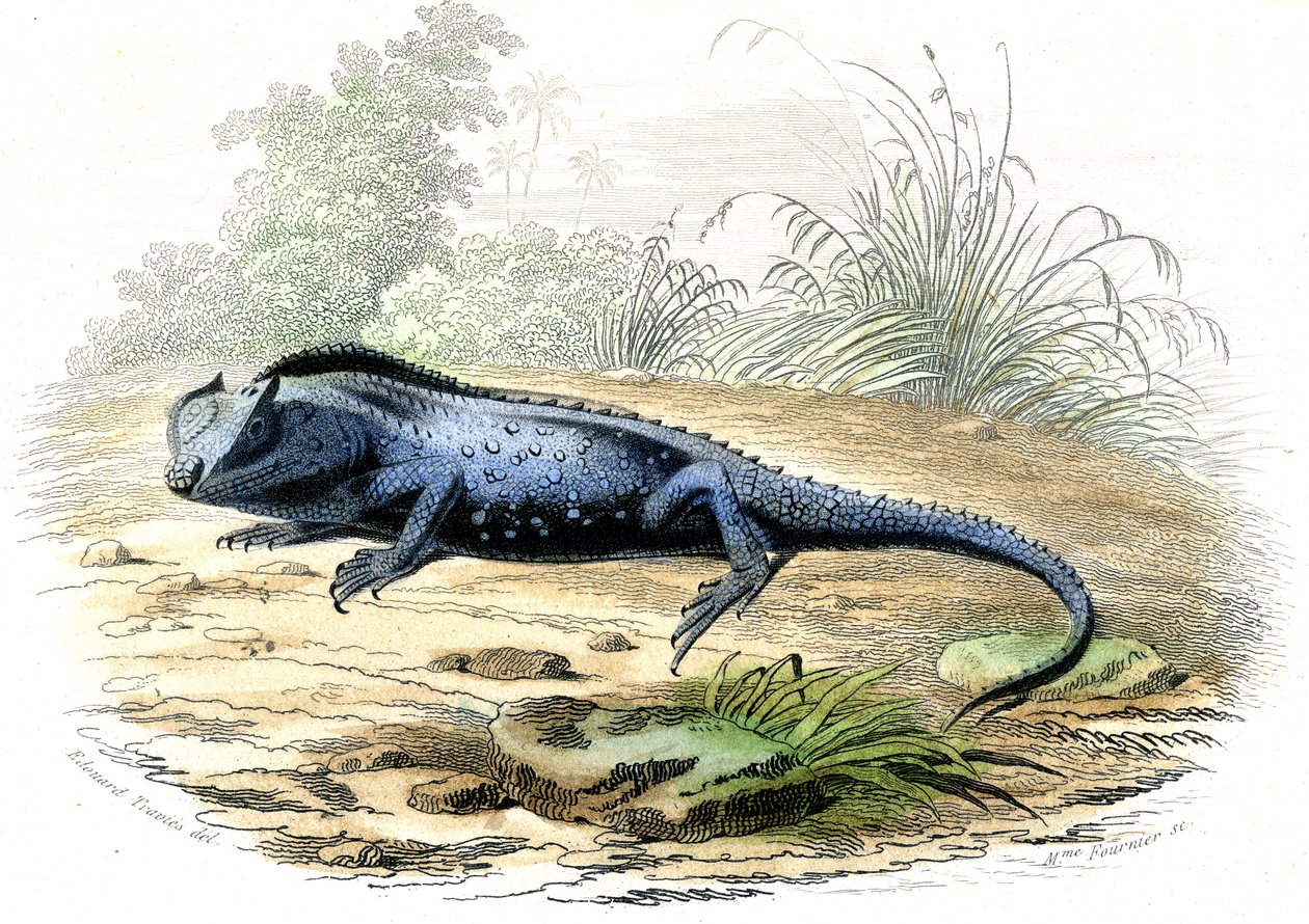 La head fourchue (Lyriocephalus margaritaceus) - Lámina extraída de la Histoire Naturelle de Bernard Germain de Lacepede (1856-1925), edición P.Furme, París de Raimundo Petraroja