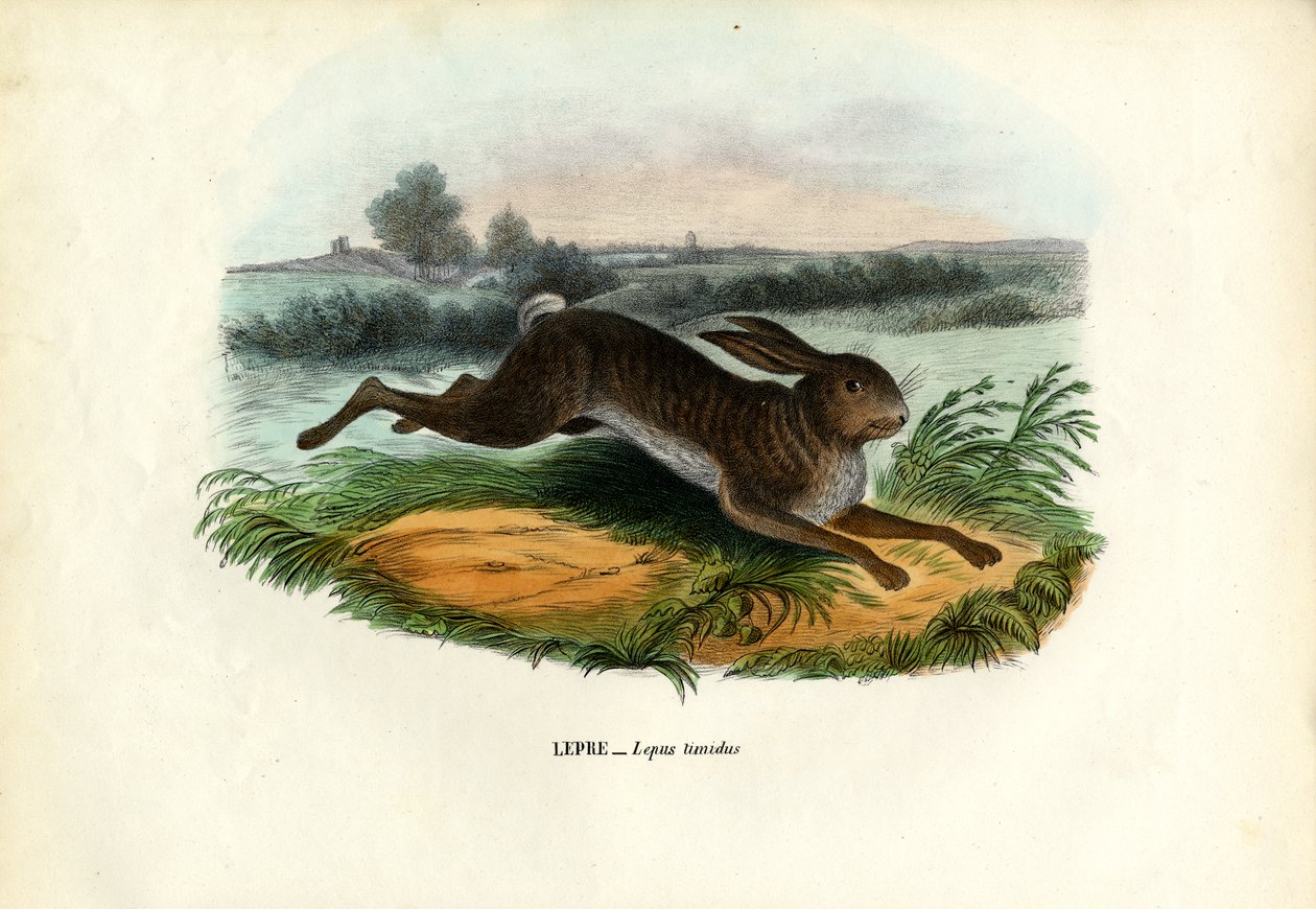 Liebre de montaña, 1863-79 de Raimundo Petraroja