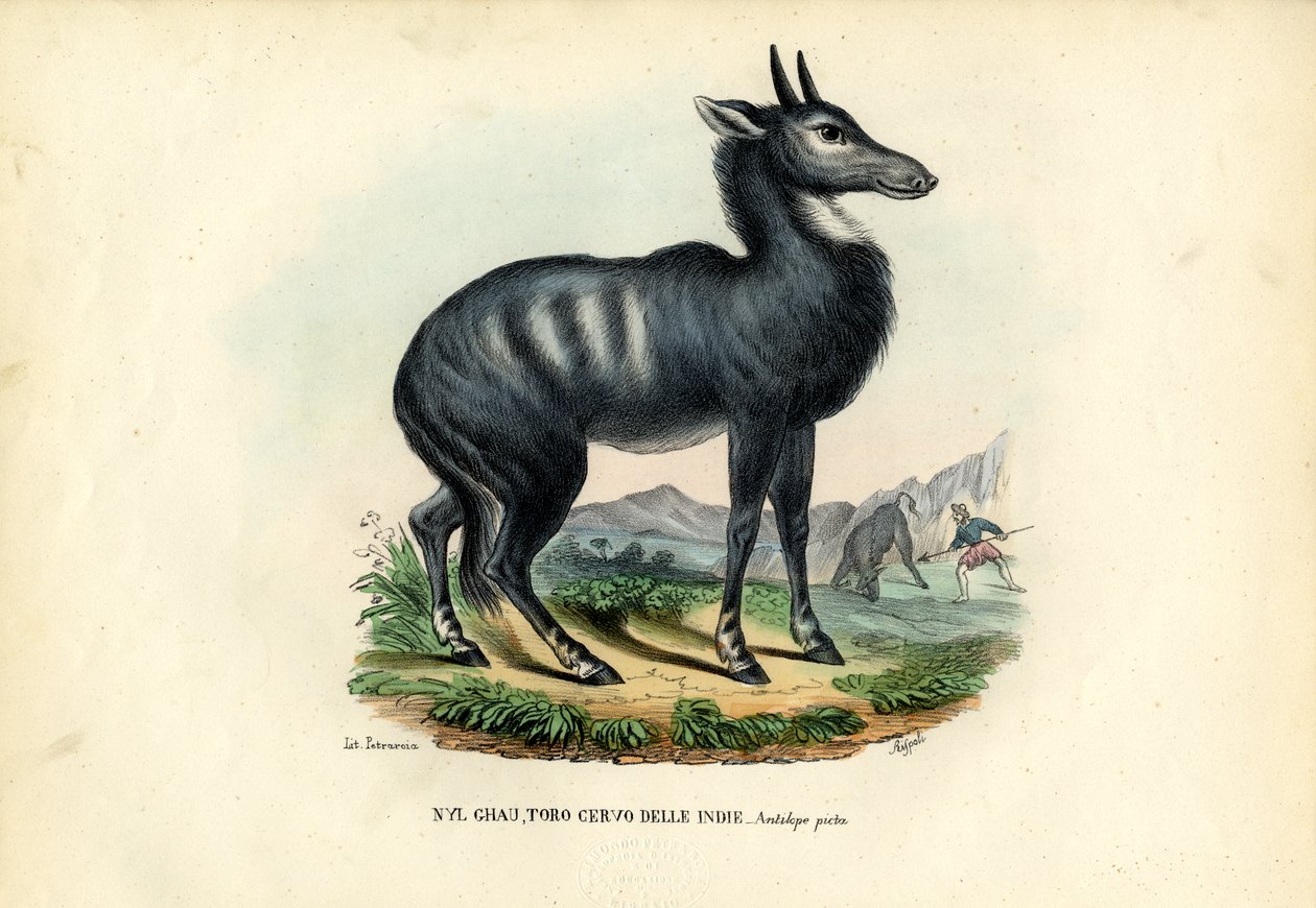 Nilgai de Raimundo Petraroja
