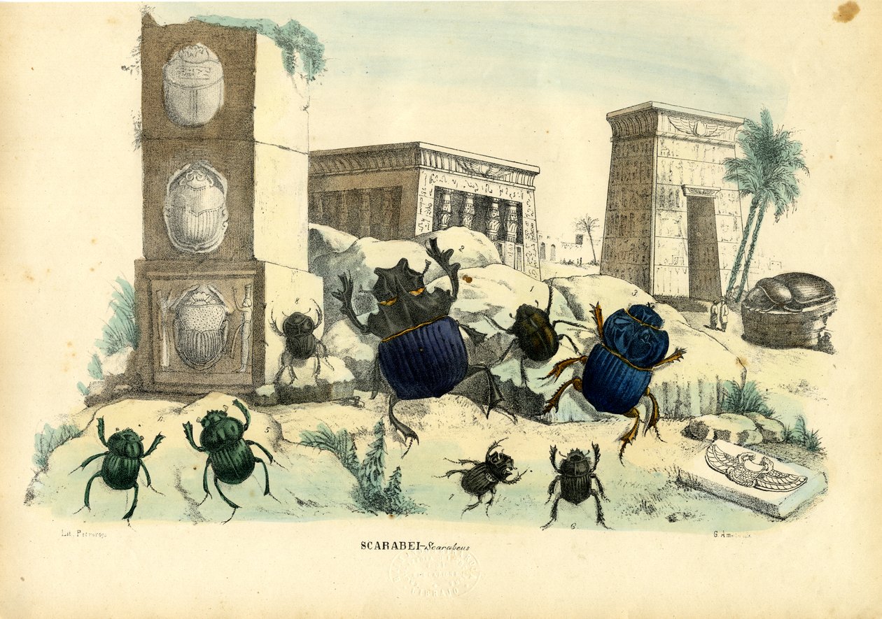 Escarabajos, 1863-79 de Raimundo Petraroja