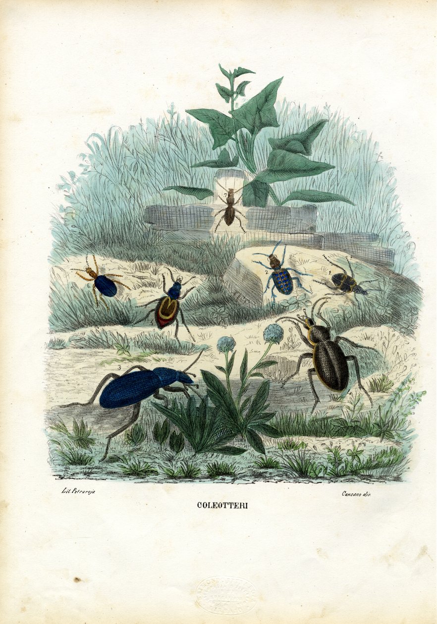 Tigres y escarabajos terrestres, 1863-79 de Raimundo Petraroja
