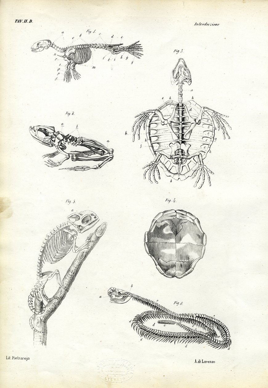 Tortuga, 1863-79 de Raimundo Petraroja