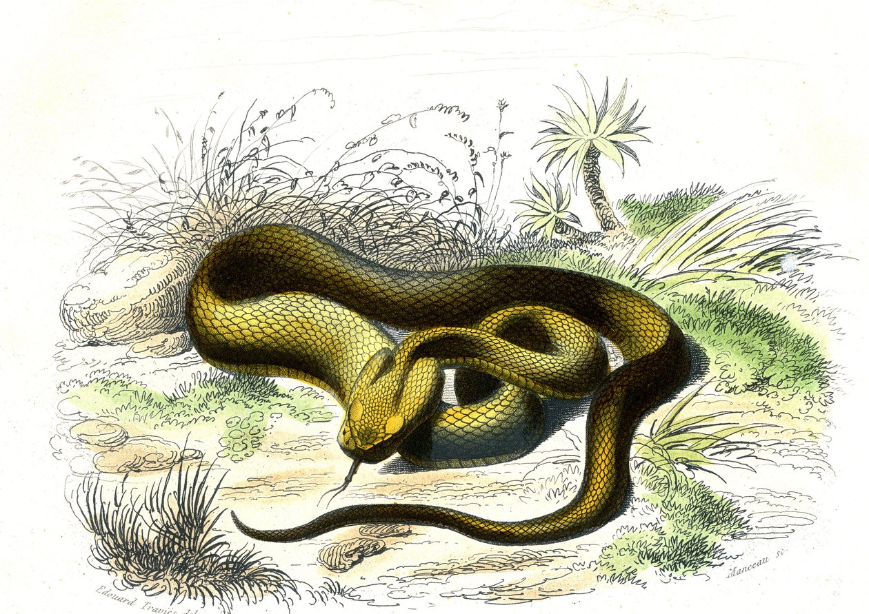 Vipere punta de lanza (Cophias Lanceolatus) - Lámina de Historia Natural de Bernard Germain de Lacepede (1856-1925), edición P.Furme, París de Raimundo Petraroja
