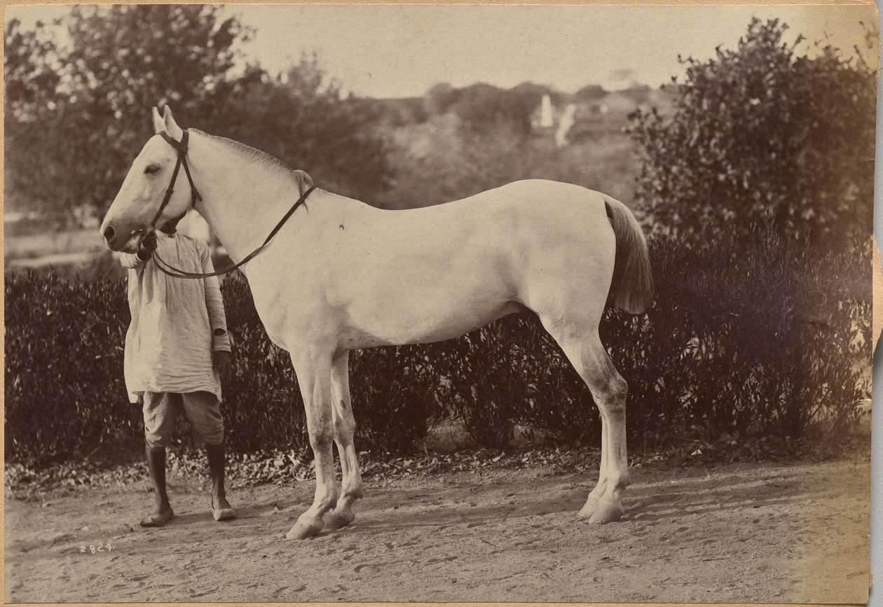 El caballo del capitán Bailward, Jhansi (reverso, derecha) de Raja Deen Dayal