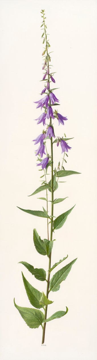 Especies de Adenophora (óleo sobre papel) de Raymond Booth